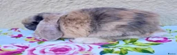 Mini Lop rabbits for sale: Pedigree Mini Lops in Tamworth - Advert 16