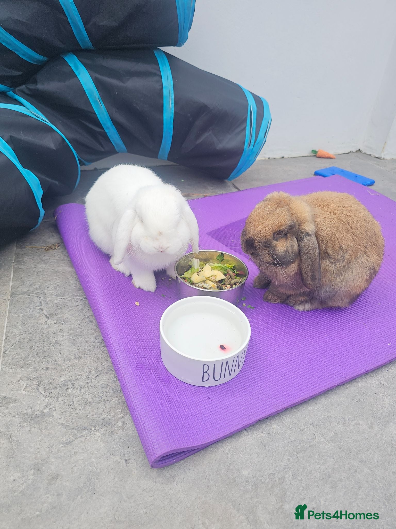 Mini Lop rabbits Two Male Mini Lop For Sale. - Advert 2