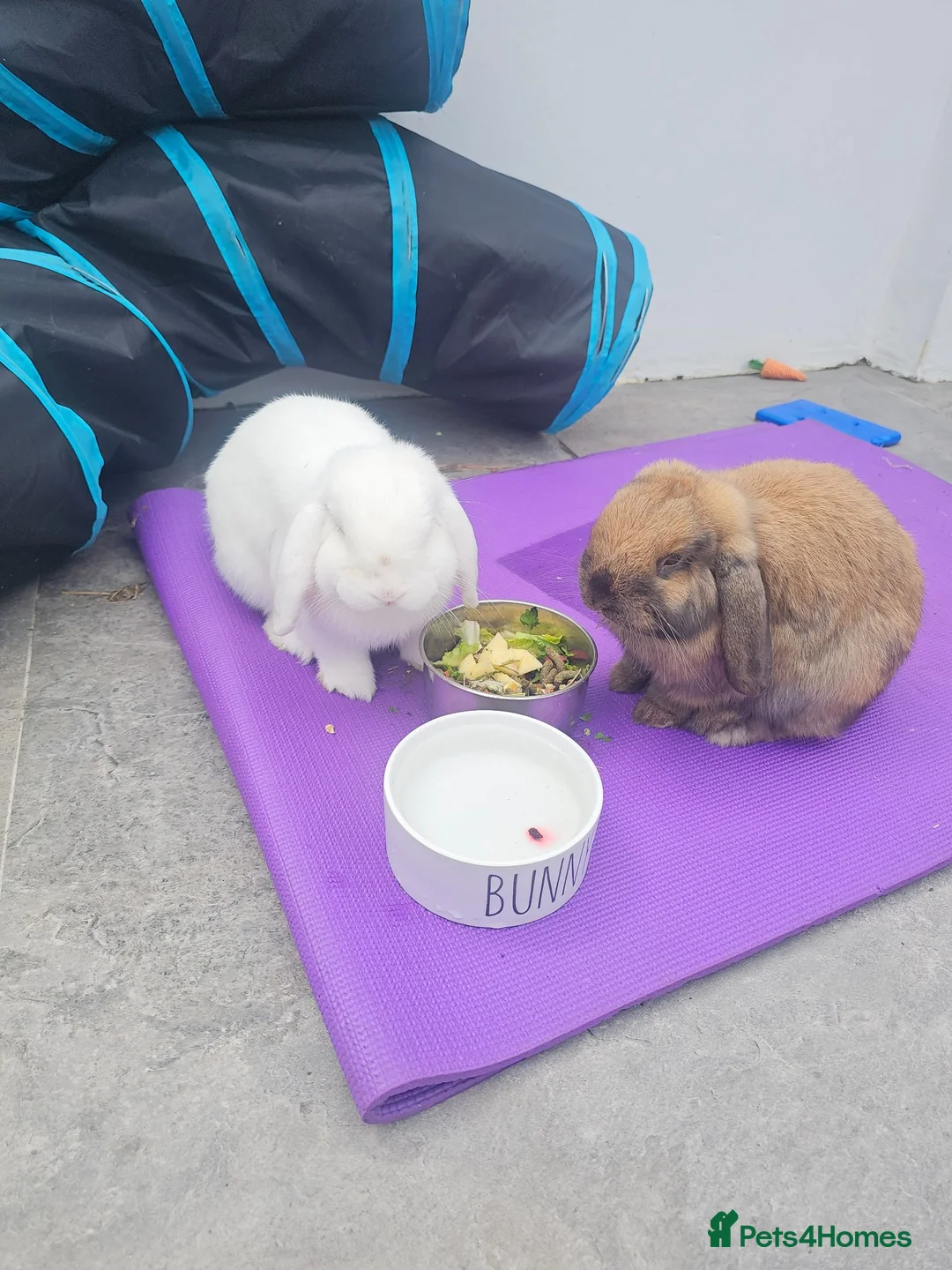 Mini Lop rabbits for sale: Two Male Mini Lop For Sale. - Advert 2