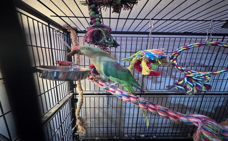Parrots birds - Advert 2