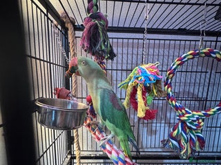 Parrots birds - Advert 11