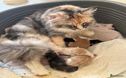 Maine Coon cats for sale: A wonderful Maine Coon Shaded Line male - Image 8