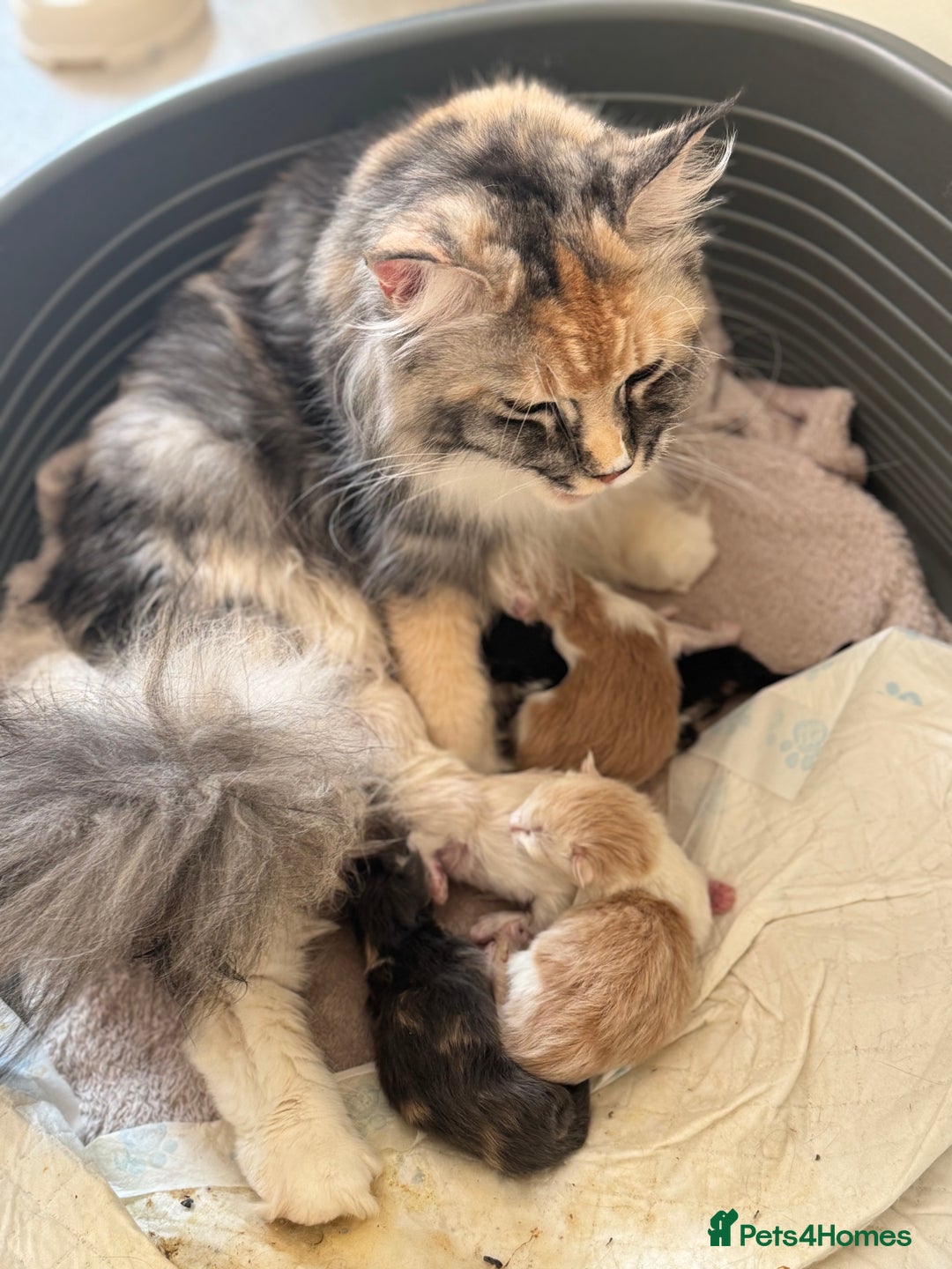 Maine Coon cats for sale: A wonderful Maine Coon Shaded Line male - Image 8
