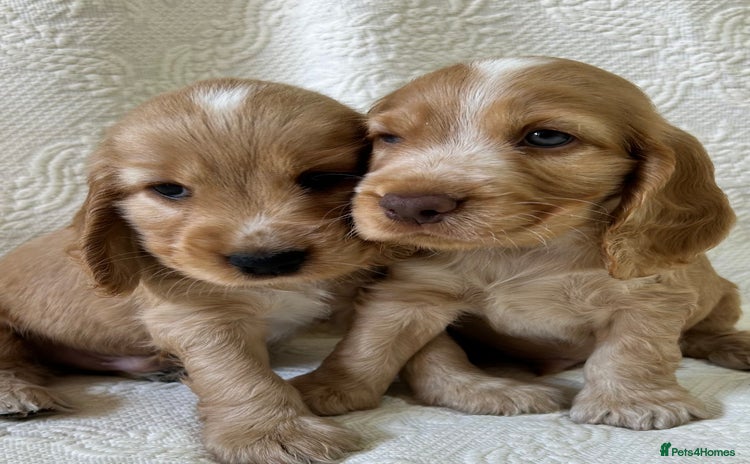 Cocker Spaniel dogs - Advert 15