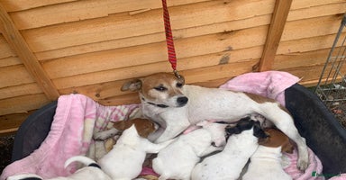 Jack Russell dogs - Advert 14