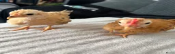 Chickens poultry for sale:     Hand-Reared Serama Pair for Loving Home in Pershore - Advert 6