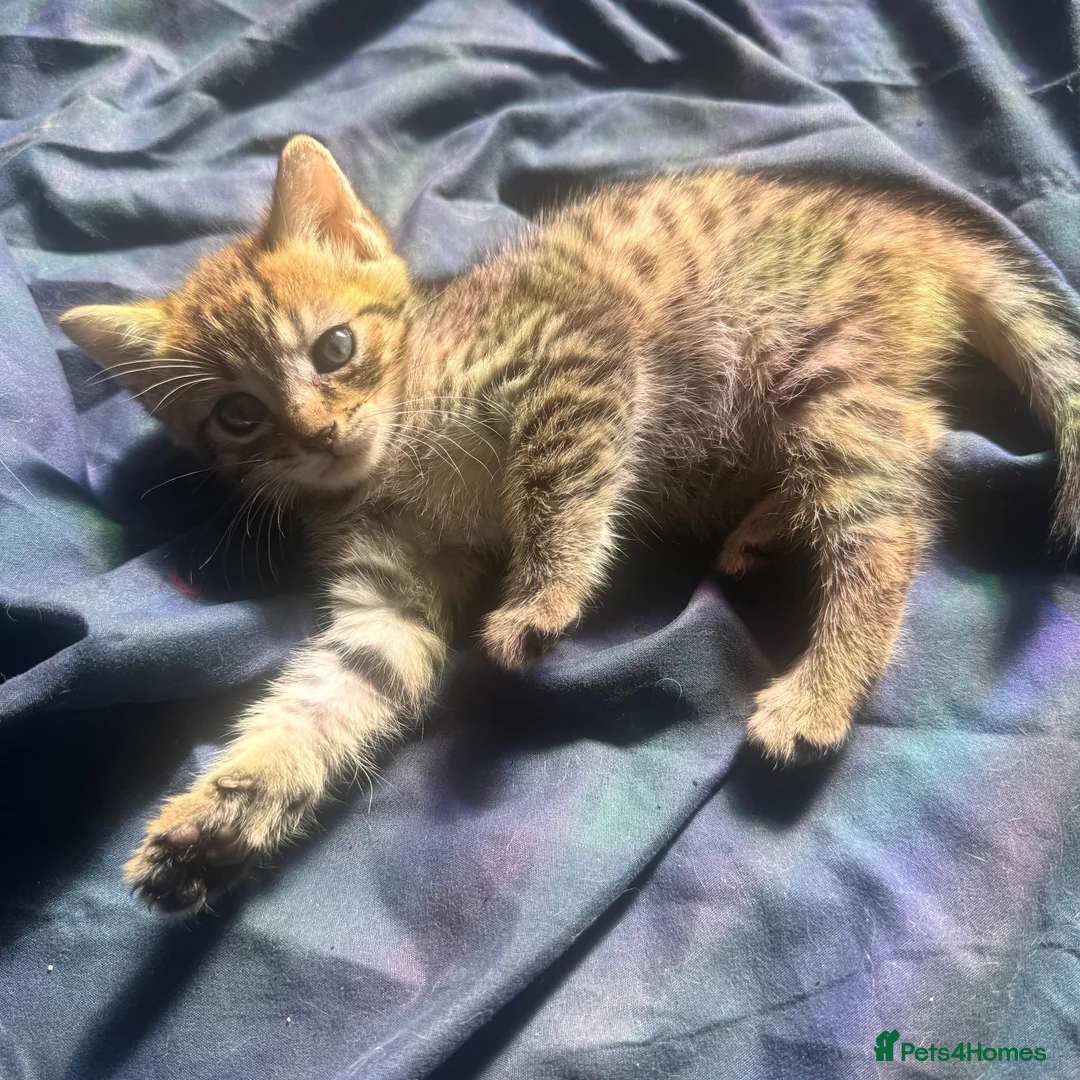 Bengal cats for sale: Really stunning bengal litter  - Advert 2