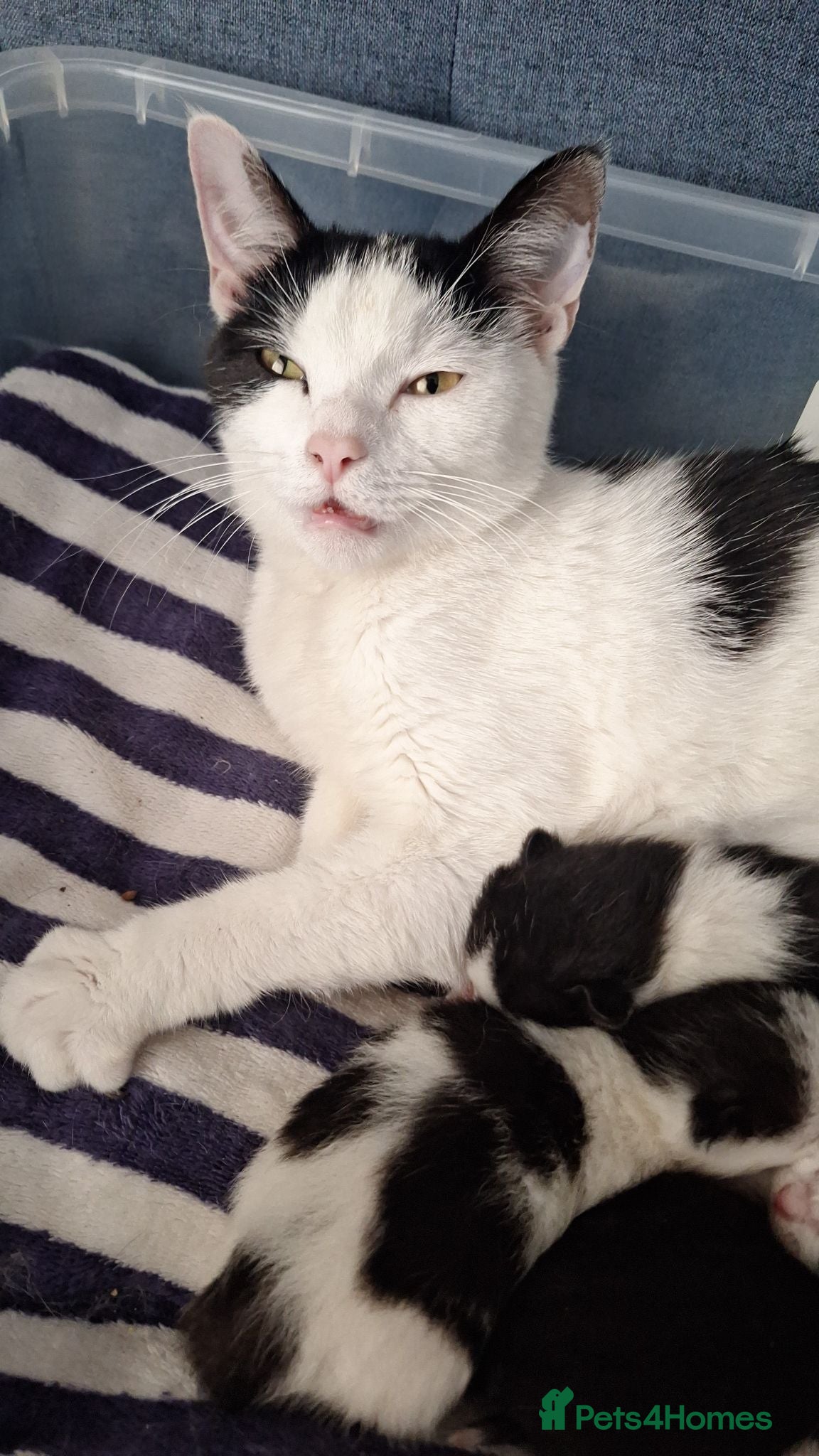 Mixed Breed cats 8 week old kittens for sale - Advert 1