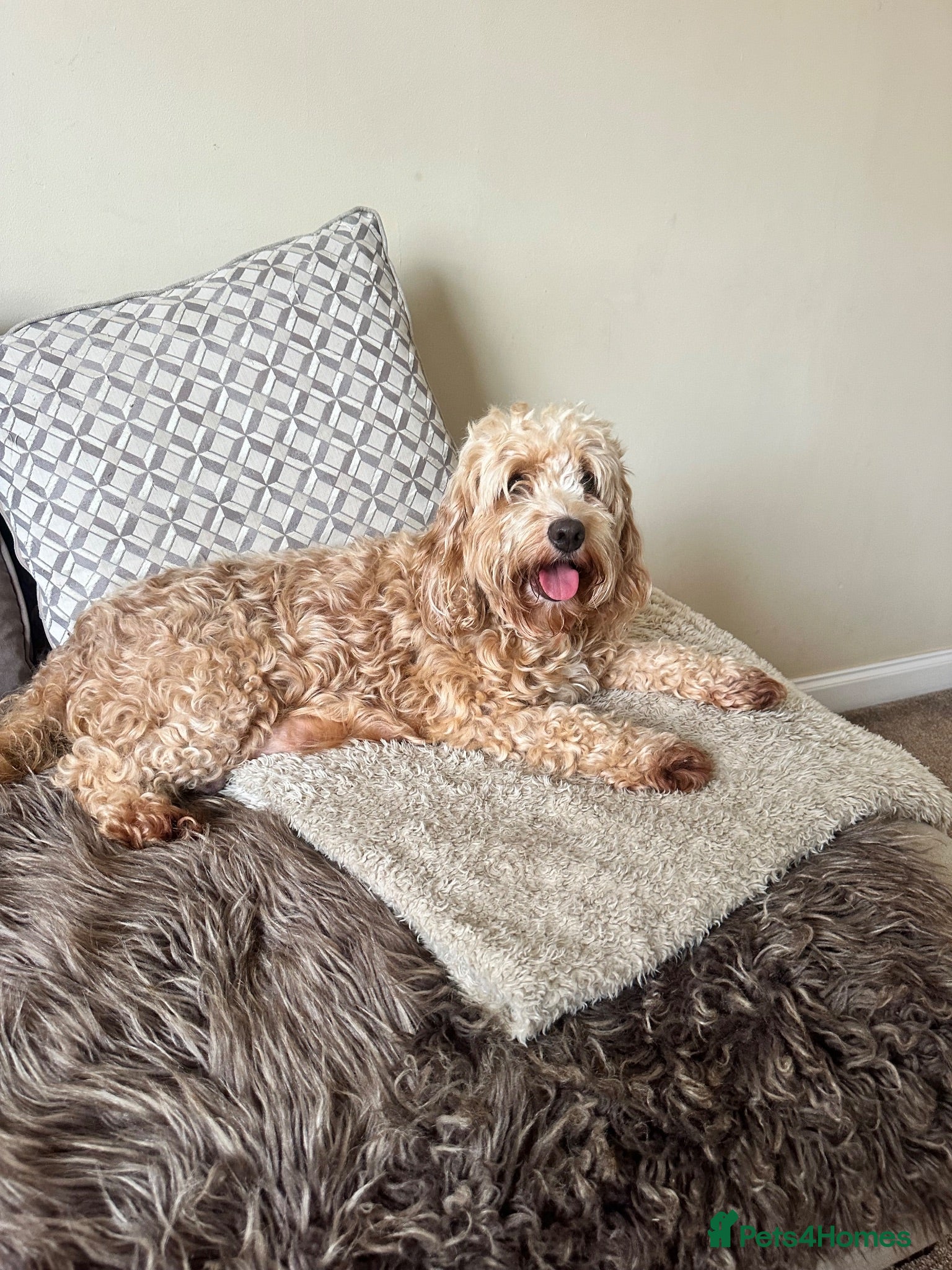 Cockapoo dogs Cockerpoo FB1 - Advert 5