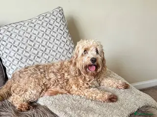 Cockapoo dogs Cockerpoo puppies F1B - Advert 2