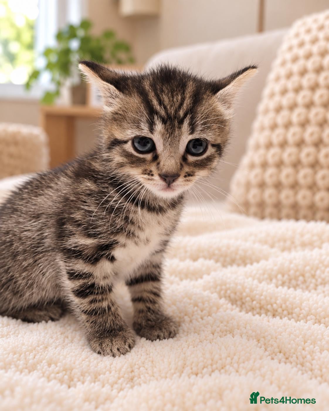 Mixed Breed cats Kittens Ready Now – Gorgeous Tabby Kittens - Advert 3