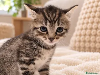Mixed Breed cats Kittens Ready Now – Gorgeous Tabby Kittens - Advert 3