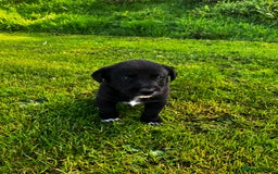 Borador dogs for sale: Collie X Labrador Puppies  - Image 10