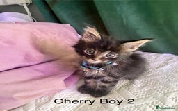 Maine Coon cats for sale: Gorgeous Black & Black Smoke kittens TICA parents - Image 23