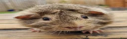 Guinea Pig rodents for sale: Beautiful Baby guinea pigs for sale  - Advert 8
