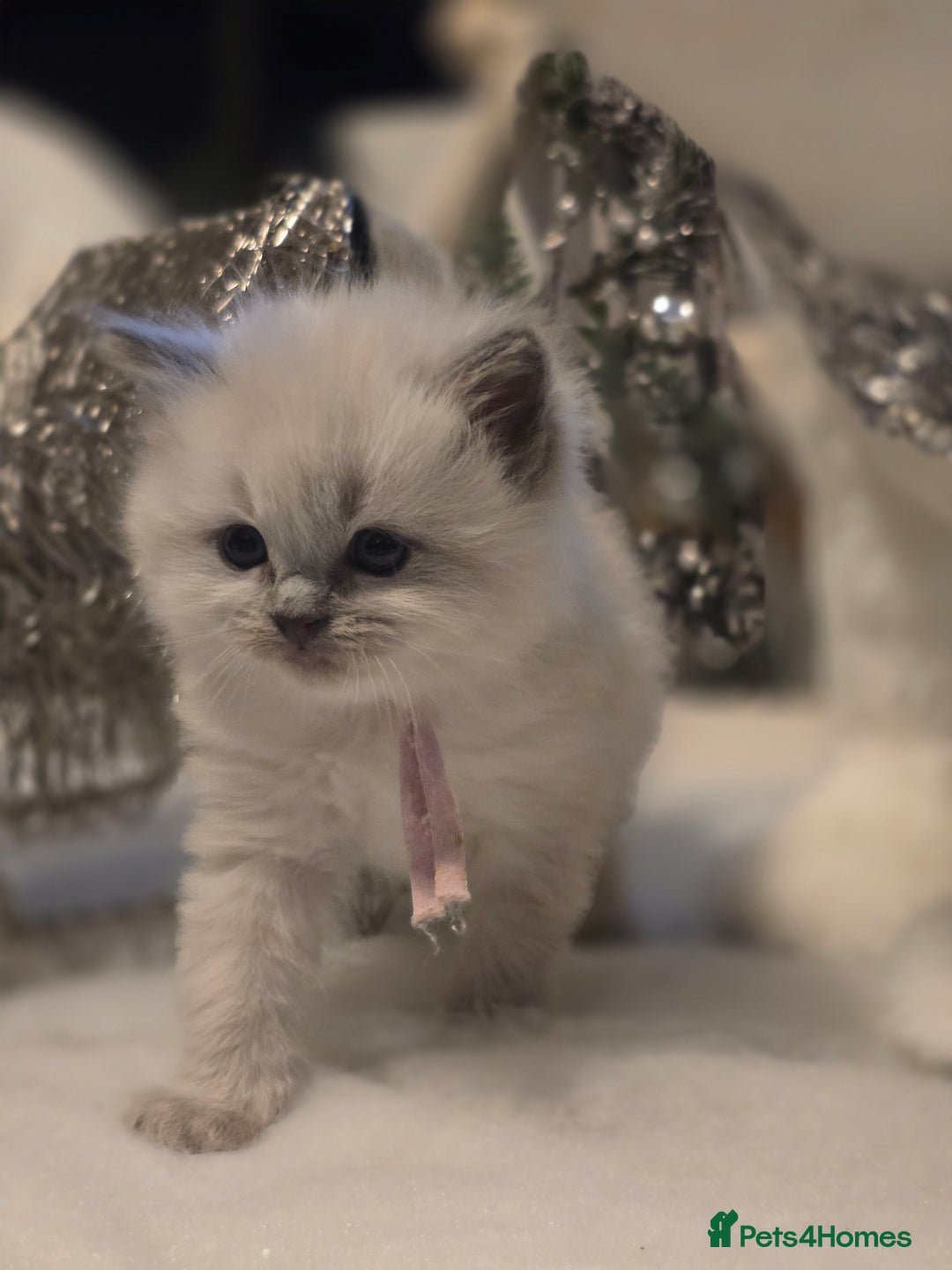 Ragdoll cats for sale: Precious GOOF Registered Ragdoll Kittens - 3 Girls - Advert 2