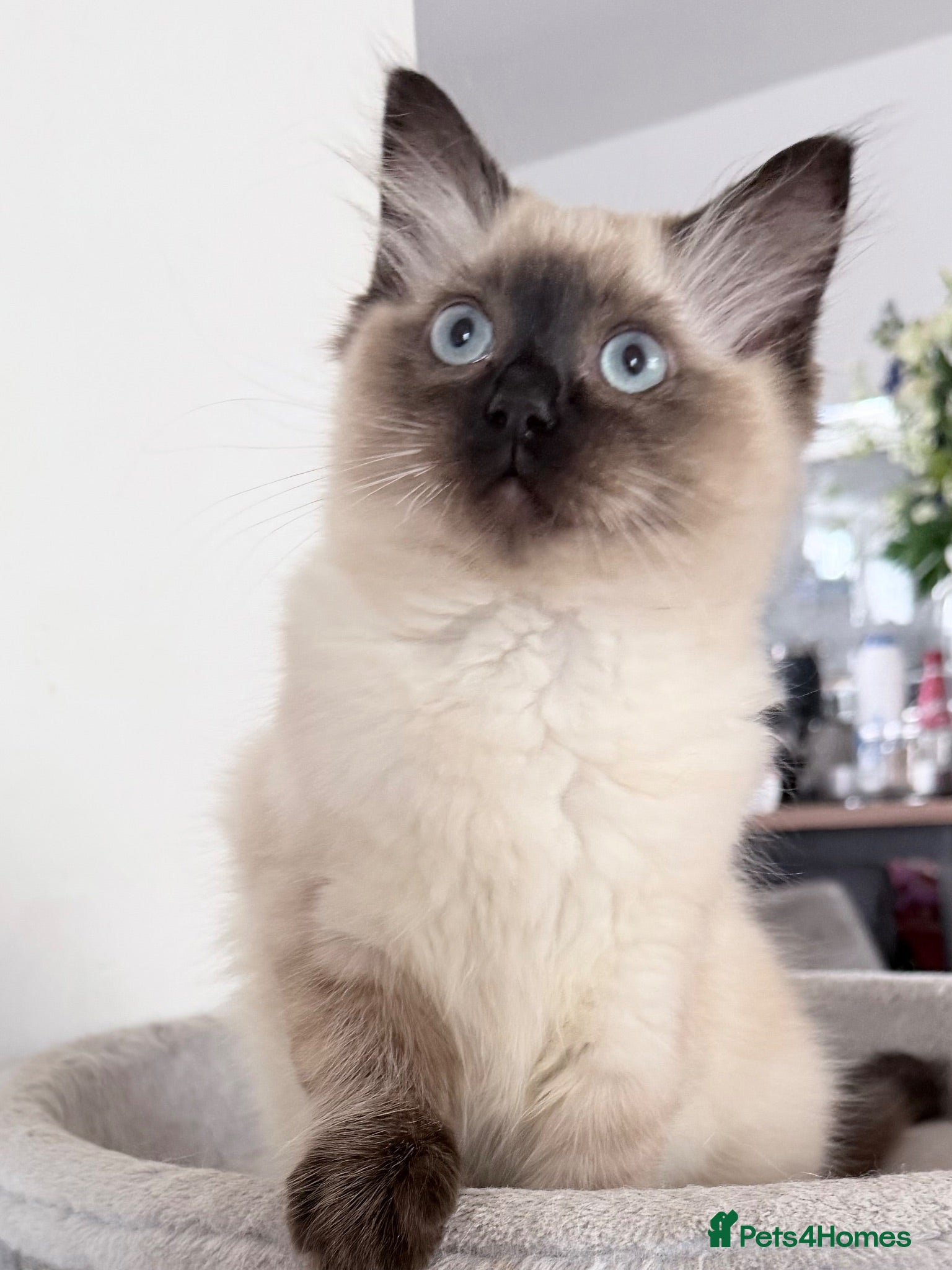 Ragdoll cats Ragdoll boy reduced must go soon make me an offer  - Advert 4