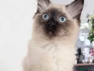 Ragdoll cats Ragdoll boy reduced must go soon make me an offer - Advert 4