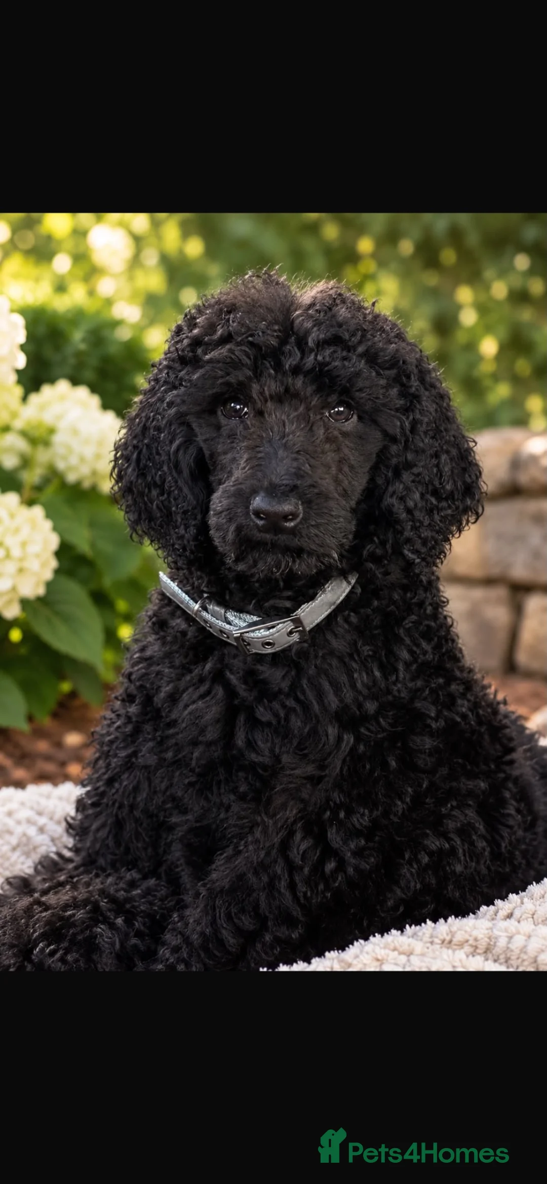 Standard Poodle dogs for sale: Standard poodle - Advert 4