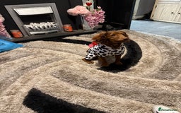 Cockapoo dogs for sale: Cockapoo for sale  - Image 4