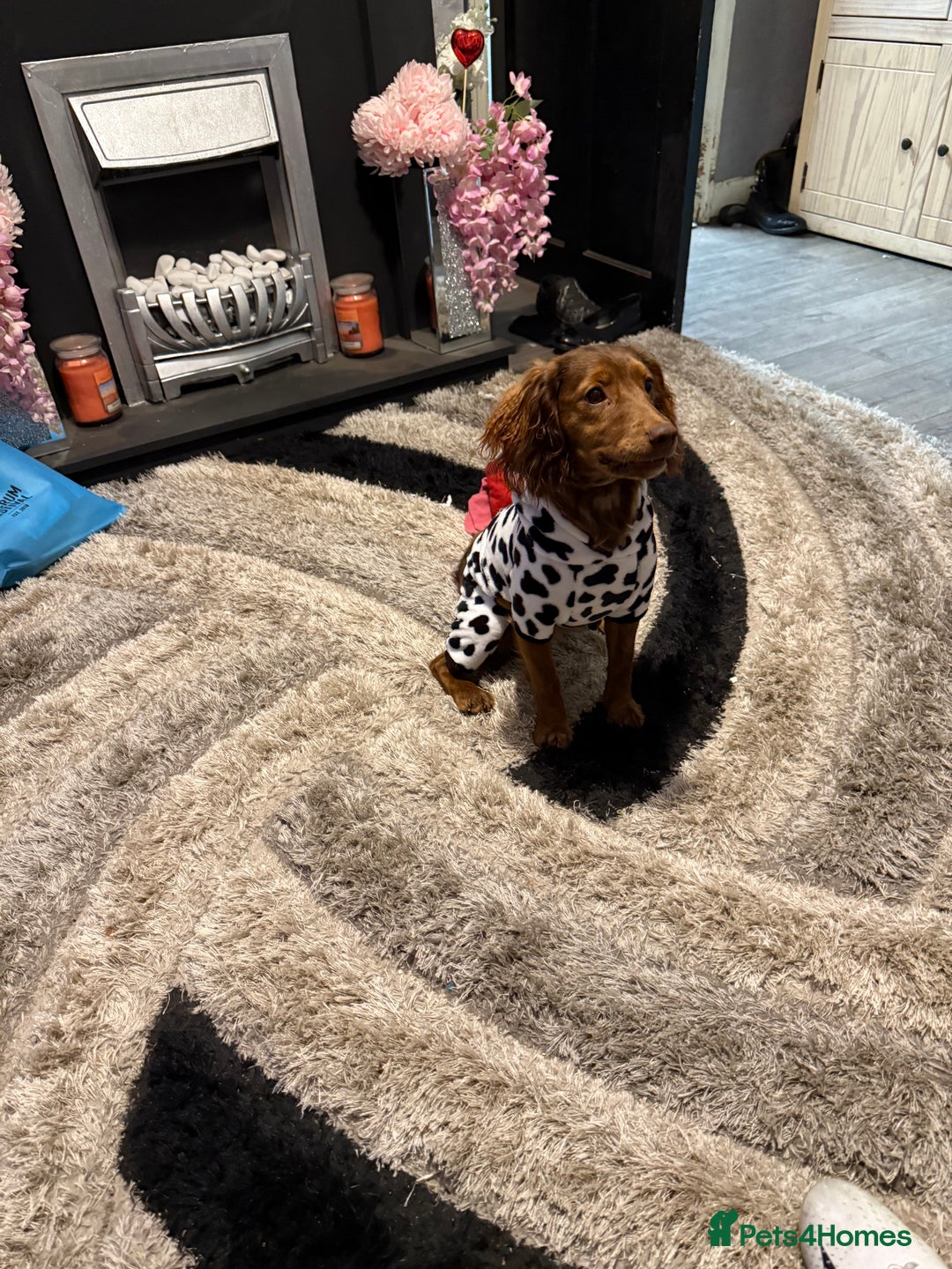 Cockapoo dogs for sale: Cockapoo for sale  - Image 4