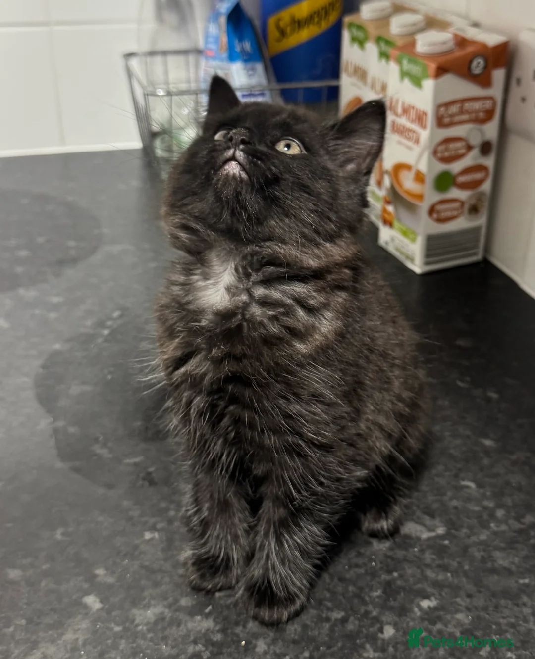 Mixed Breed cats for sale: Bengal x tabby kittens  in Gravesend - Advert 7