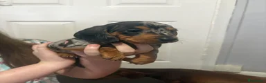 Dachshund Puppy 1