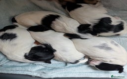 Biewer Terrier dogs for sale: Adorable Purebred Biewers  - Image 15