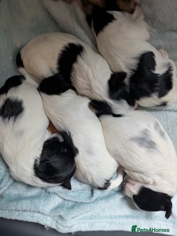 Biewer Terrier dogs - Advert 1