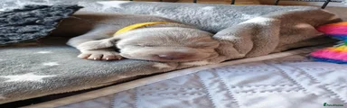 Weimaraner 2