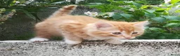 Mixed Breed cats for sale: ONLY ONE AMAZING, BEAUTIFUL, CLEVER, KITTEN LEFT - Advert 11