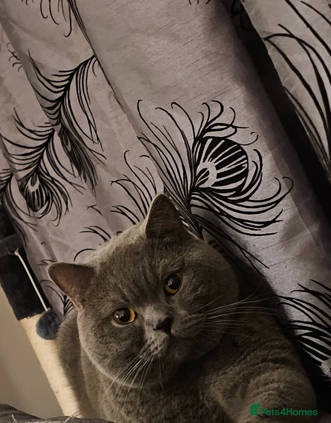 British Shorthair cats for stud: Perfect British Shorthair Stud in Leeds - Advert 8