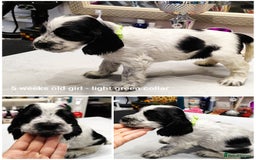 Cocker Spaniel dogs for sale: KC English Show Type Cocker Spaniel Puppies  - Image 20