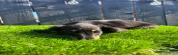 Miniature Dachshund dogs for sale: 🐾KC registered miniature dashunds now reduced 🐾 - Advert 4