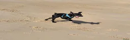 Mixed Breed dogs for sale: Beautiful little girl - Advert 2
