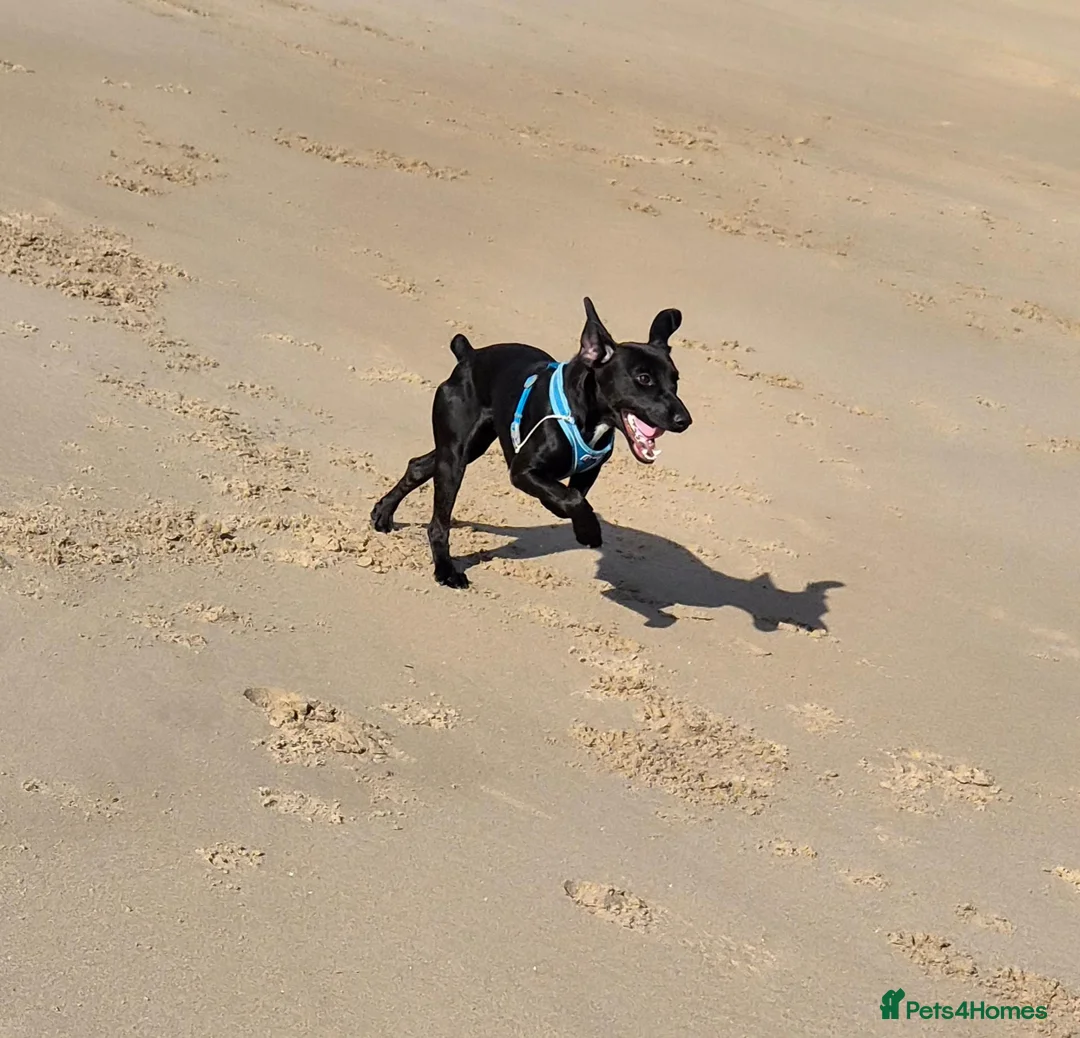 Mixed Breed dogs for sale: Beautiful little girl - Advert 2