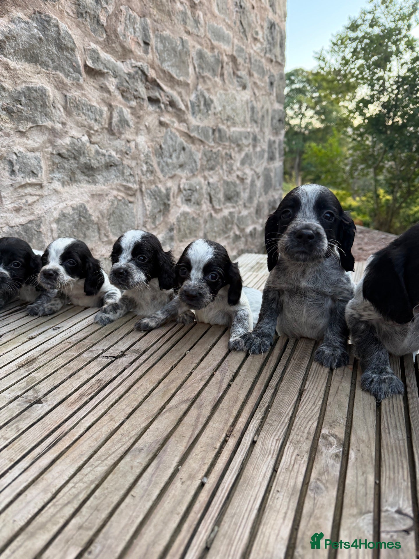 Sprocker dogs Sprocker Puppies  - Advert 14