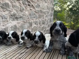 Sprocker dogs Sprocker Puppies - Advert 14