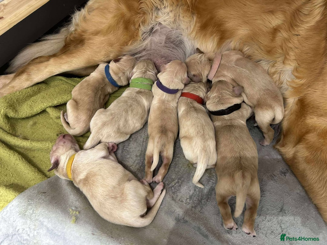 Golden Retriever dogs for sale: Gorgeous Golden Retriever Puppies!! - Image 4