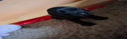 Cocker Spaniel dogs for sale: Lovely Cocker Spaniel Puppies  - Advert 15