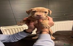 Mixed Breed dogs for sale: Boxer/Staff/Cane Corso Puppies for Sale - Advert 13