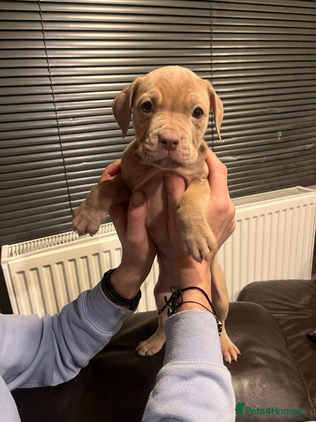 Mixed Breed dogs for sale: Boxer/Staff/Cane Corso Puppies for Sale - Advert 13