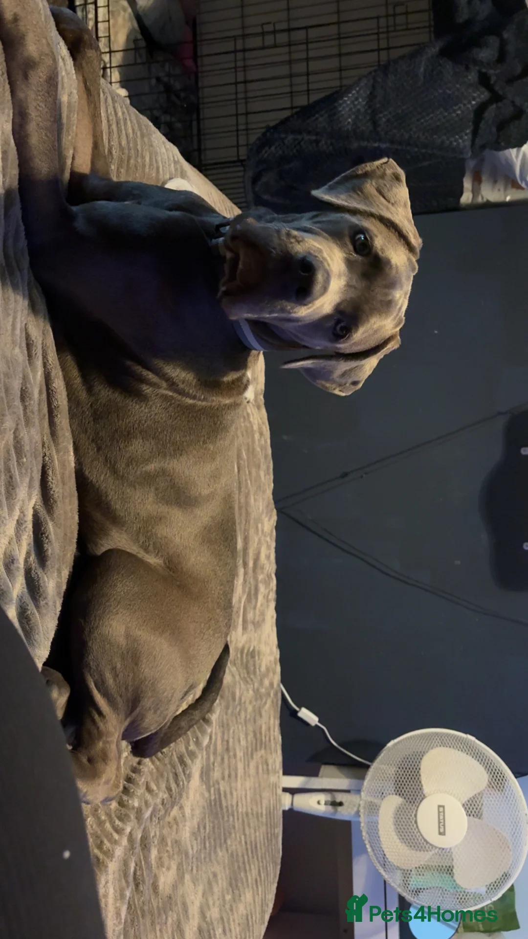 Cane Corso dogs for sale: Cane Corso Female - Advert 8