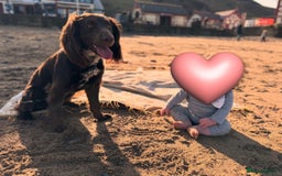 Springador dogs for sale: 2 year old Springador - Image 5