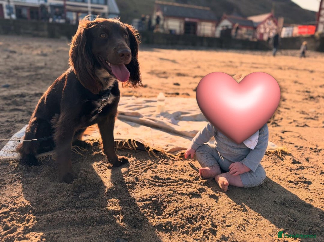 Springador dogs for sale: 2 year old Springador - Image 5