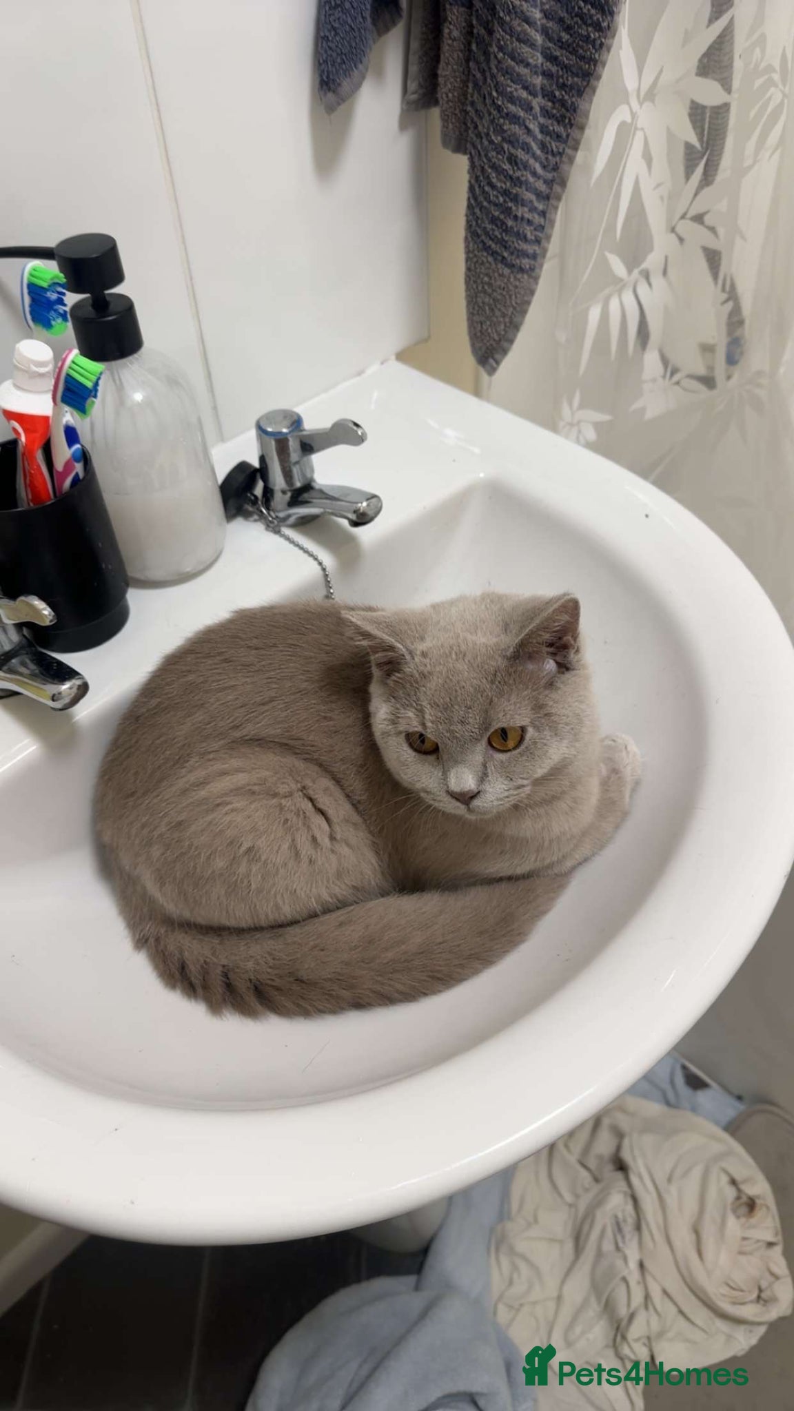 British Shorthair cats Blue british shorthair, lilac british shorthair  - Advert 5