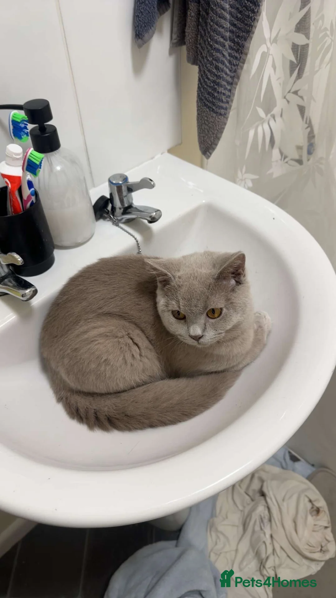 British Shorthair cats for sale: Blue british shorthair, lilac british shorthair  - Advert 1