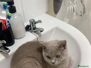 British Shorthair cats Blue british shorthair, lilac british shorthair - Advert 5