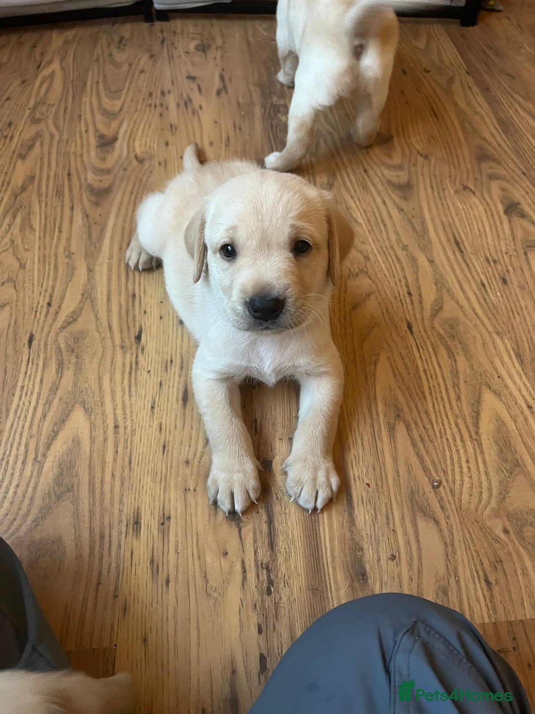 Labrador Retriever dogs for sale: Labrador puppies (only boys left) - Image 4