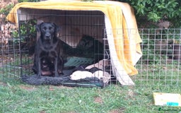Labrador Retriever dogs for sale: Equal parts adventure and sofa buddies (Labradors) - Image 11
